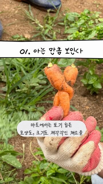 2년차 초보 농부 몽땅식탁이 주말농장 텃밭을 가꾸며 느낀 점들. 새삼 존경하고 감사합니다 전국의 농부님들!!!
